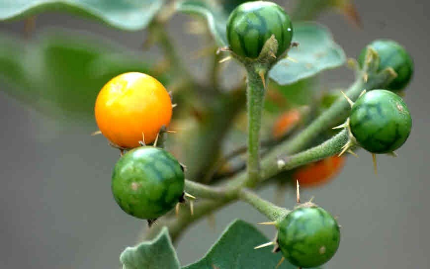 Kudane