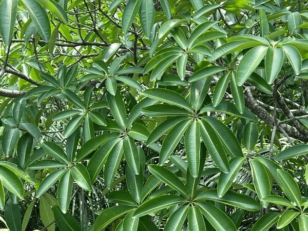 Paale mara
