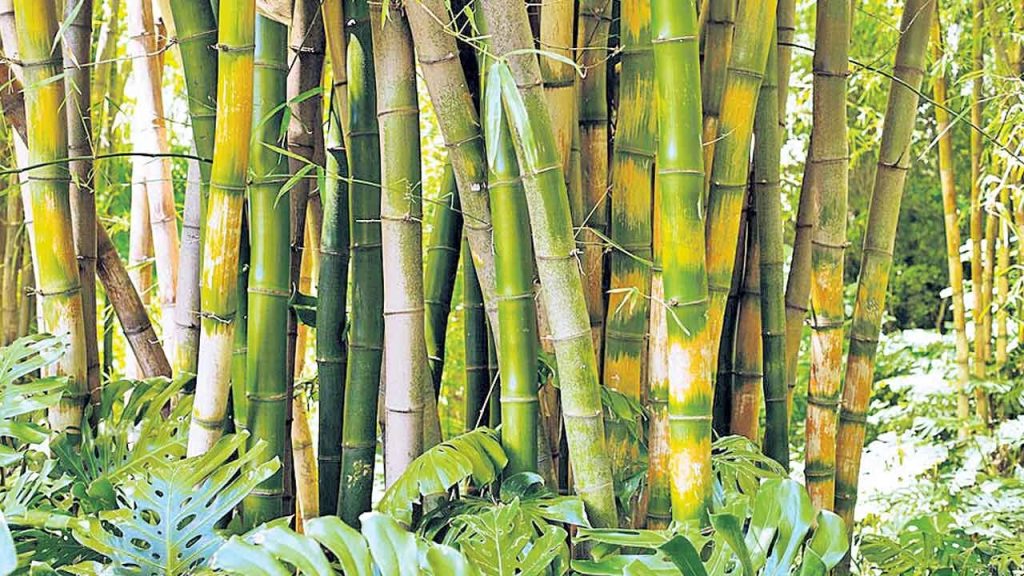 Bamboo 