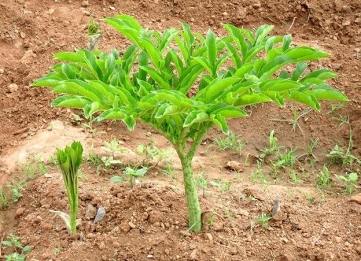 ಸುವರ್ಣ ಗಡ್ಡೆ
