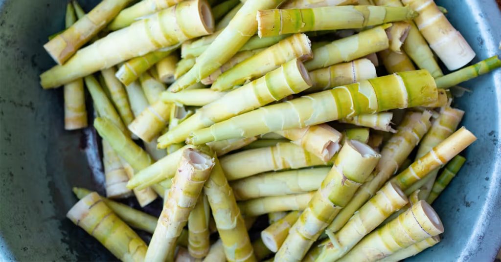 Bamboo shoot